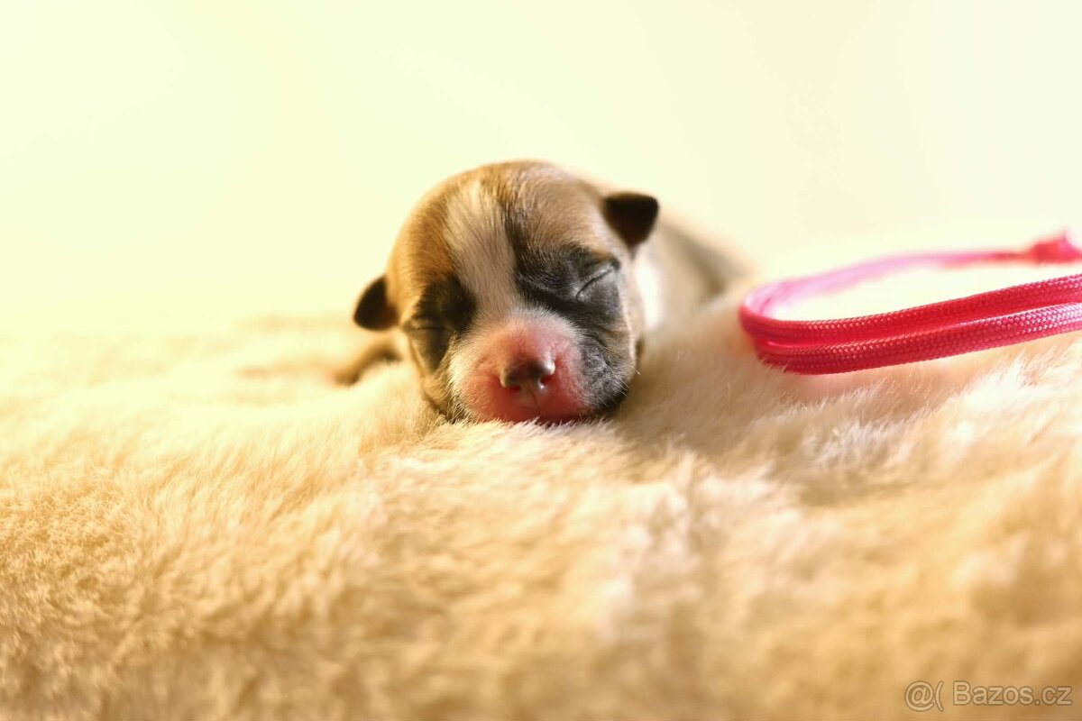 Americký stafordšírský teriér - štěňátka s PP