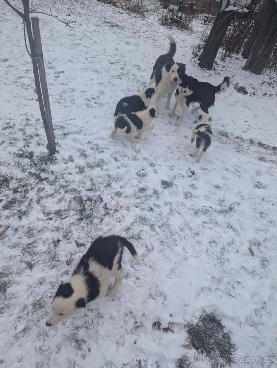 Štěnata Border kolie