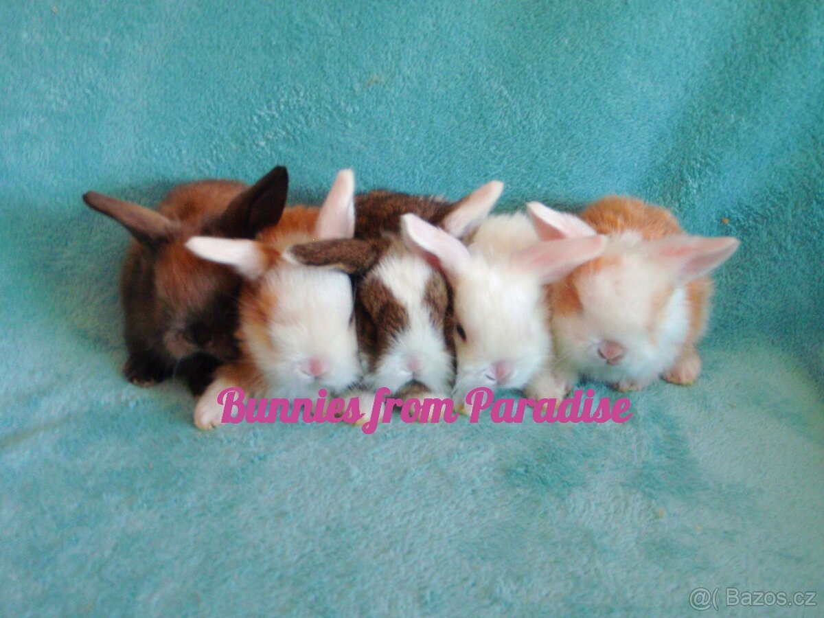 KRÁLÍČCI HLEDAJÍ NOVÝ DOMOV ❤️❤️❤️