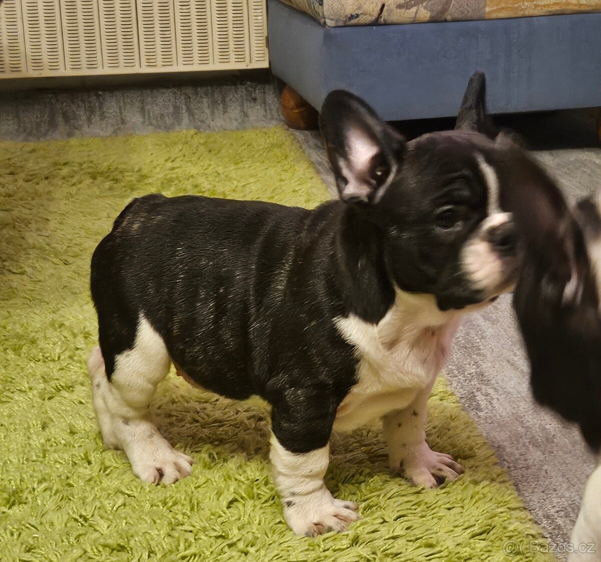 Francouzský buldoček