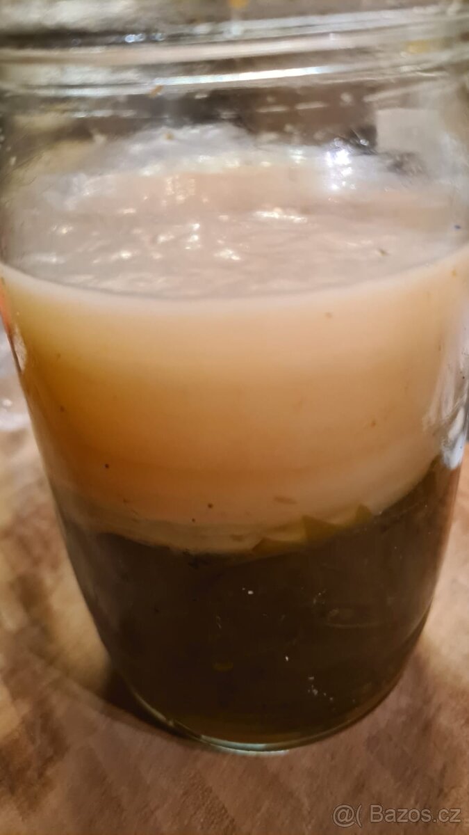 Kombucha + návod