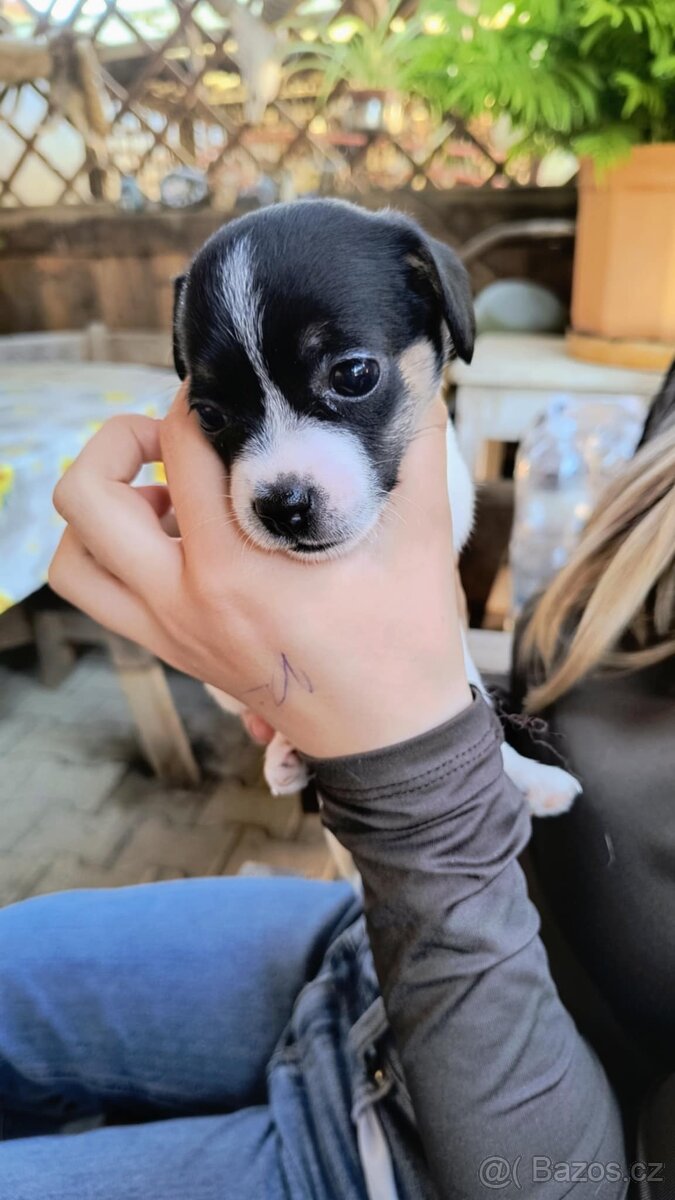 Jack Russell teriér