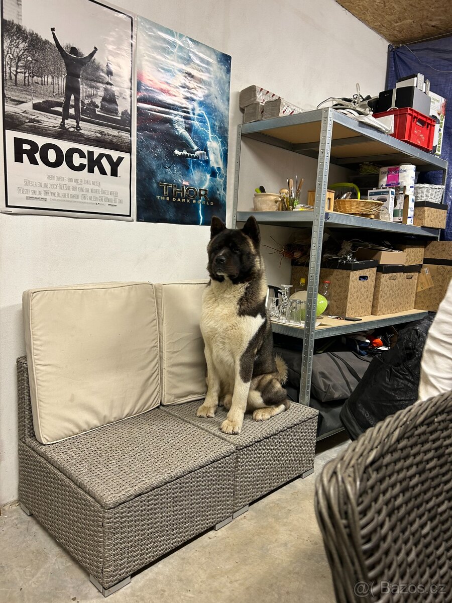 Americká Akita