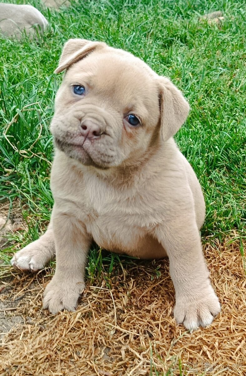 Staroanglický Bulldog, old english buldok, anglického tipu