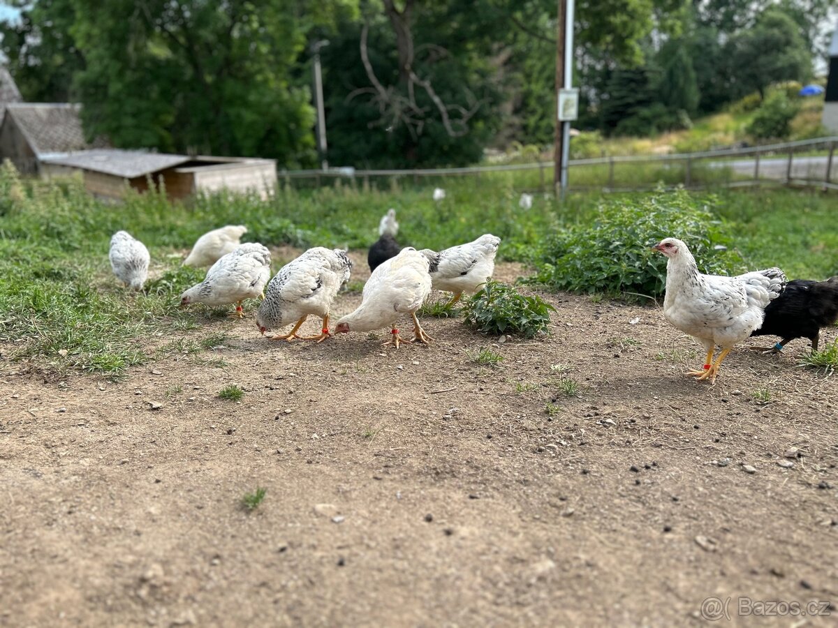 Kuřata, slepičky, kohoutci