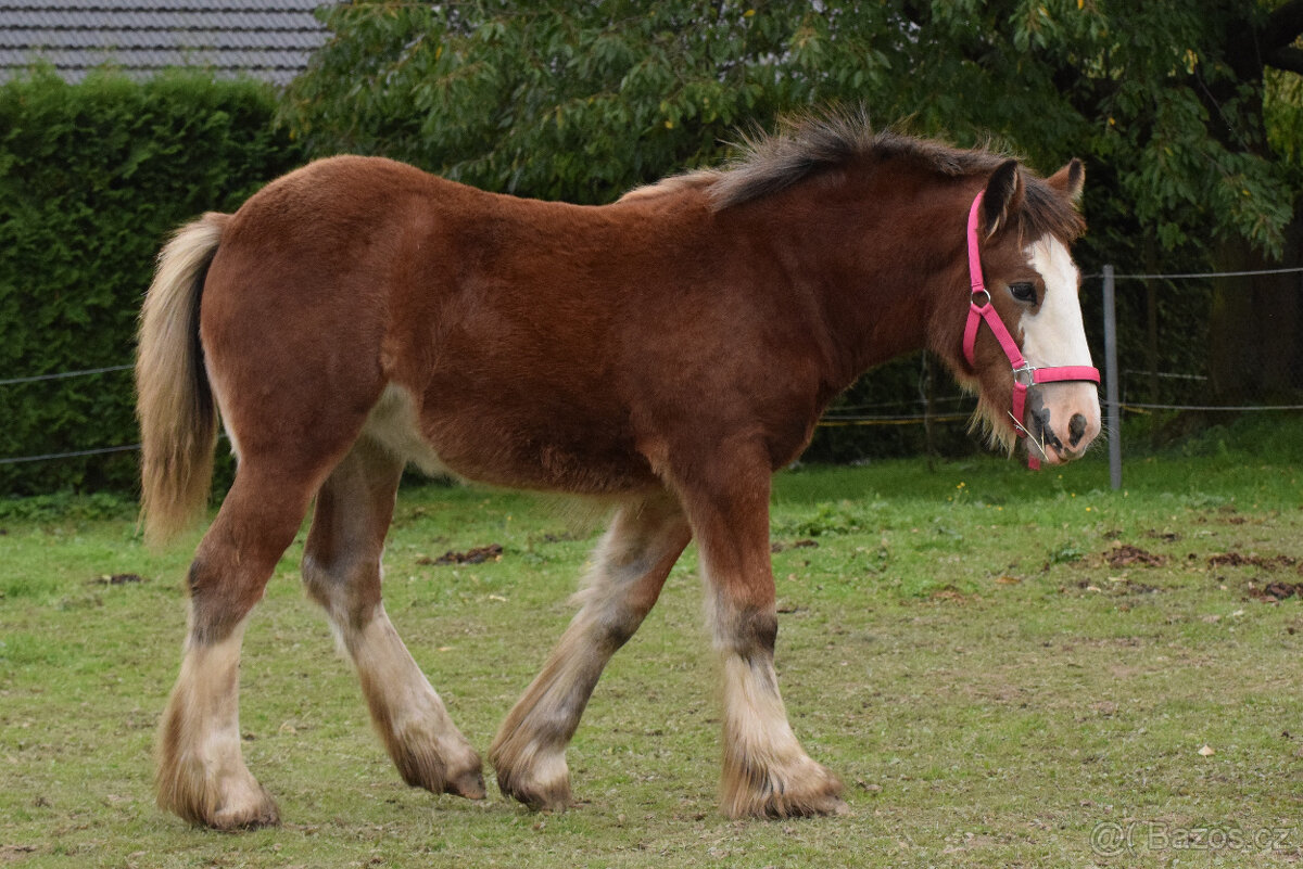 klisnička irský cob