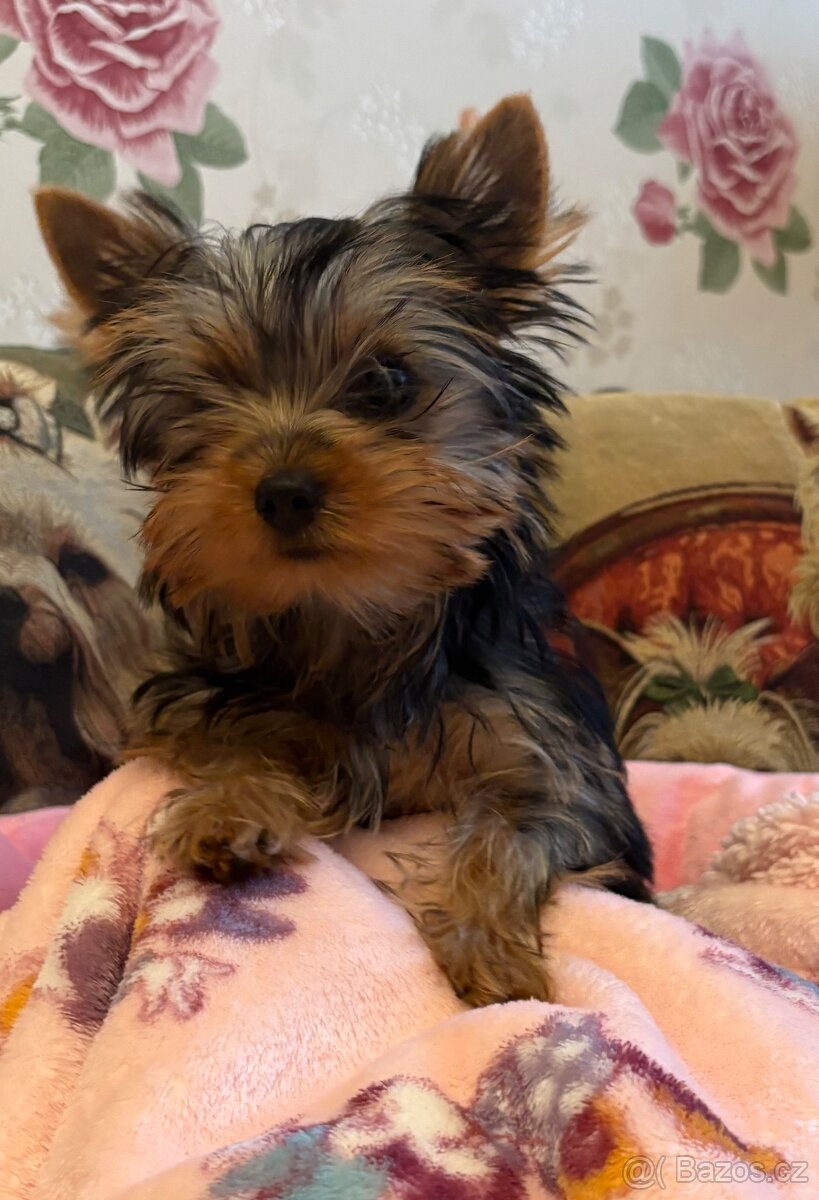 Yorkshire terrier