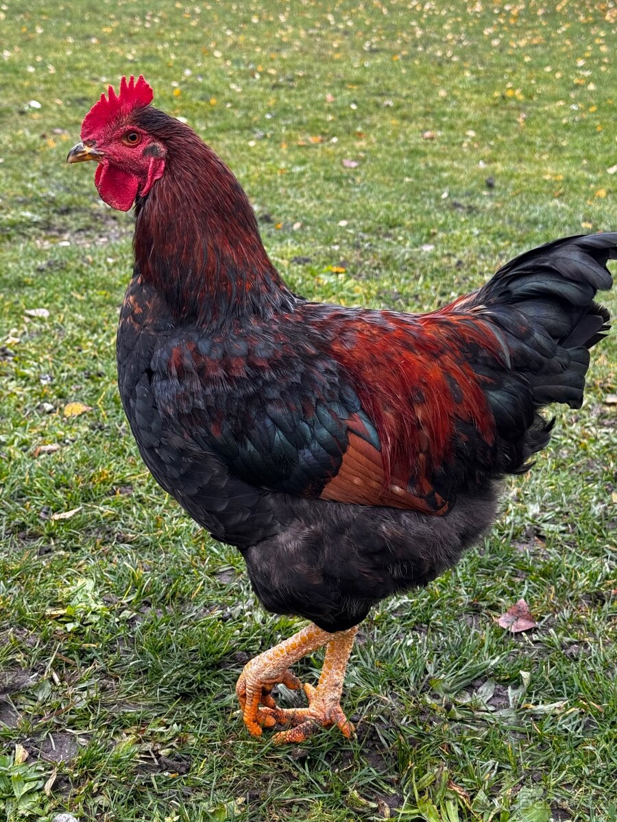 Prodám mladé kohoutky