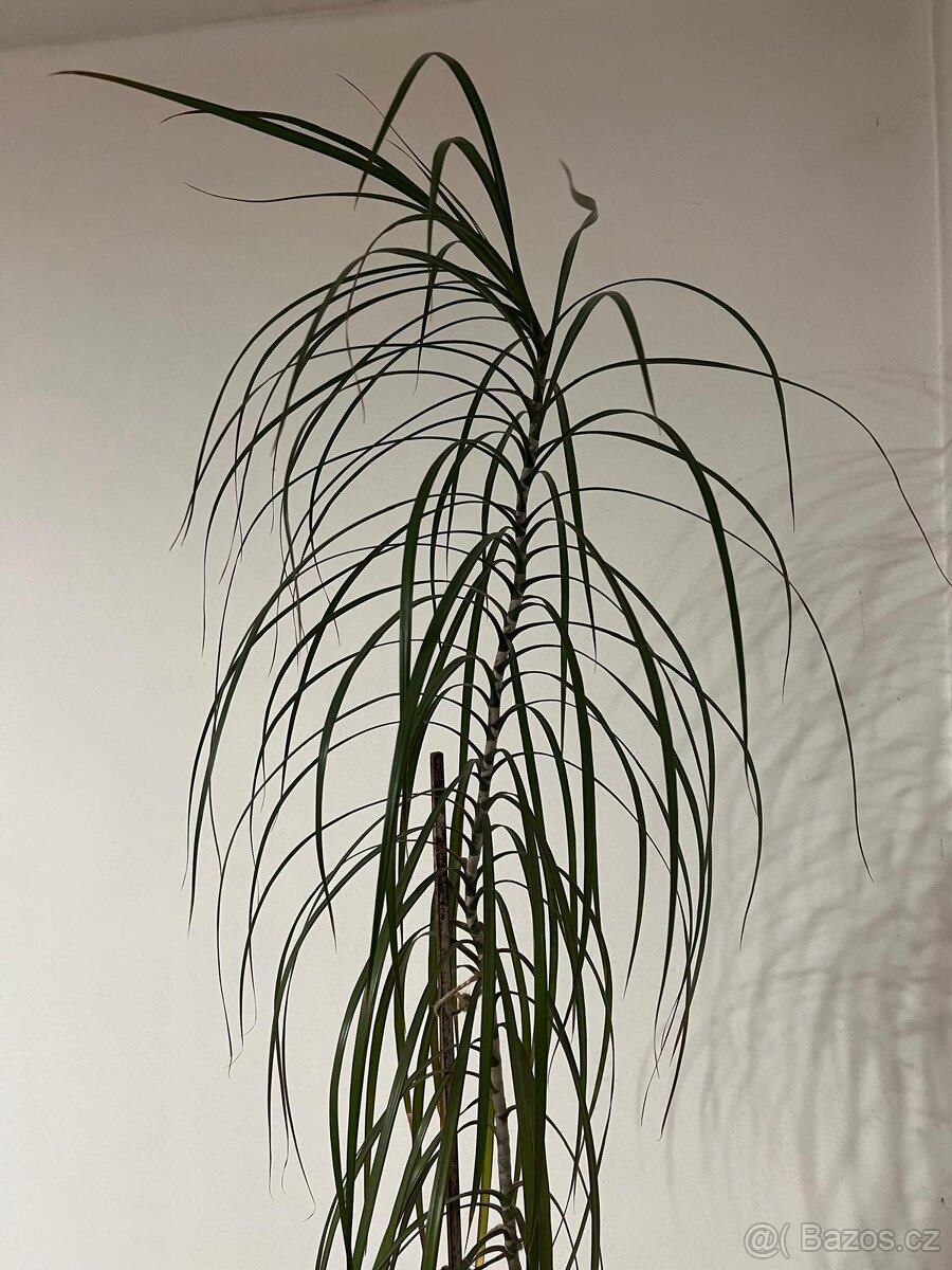 Pokojová rostlina Dracaena Marginata