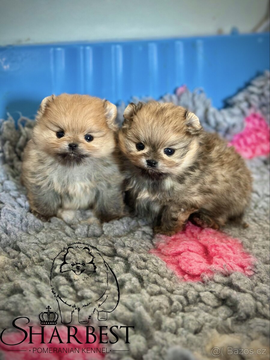 Pomeranian s PP FCI, kluci