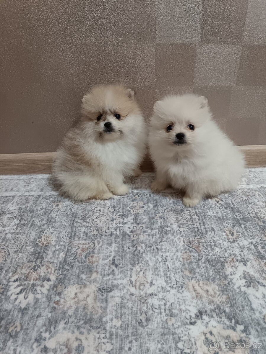 Pomeranian