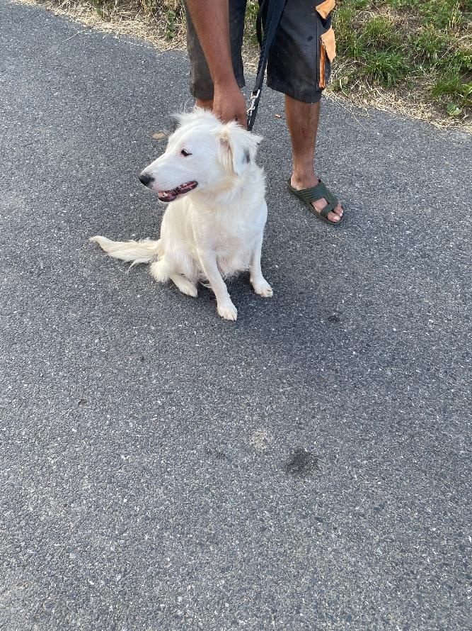 FENKA BETY HLEDÁ DOMOV