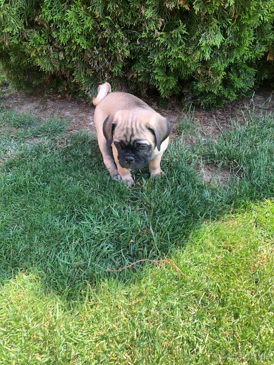 Mops štěňátka