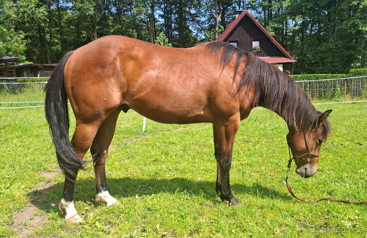 AQH valášek