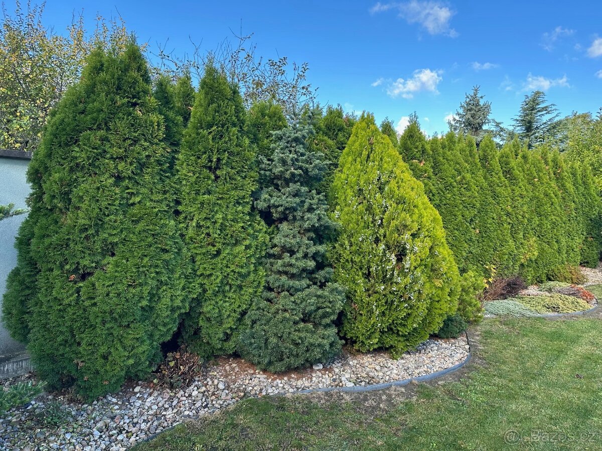 Thuje Smaragd cca 40ks za odvoz