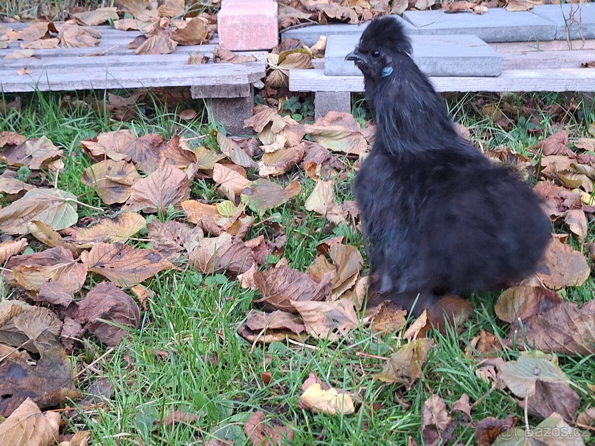 Hedvábnička zdrobnělá vousatá