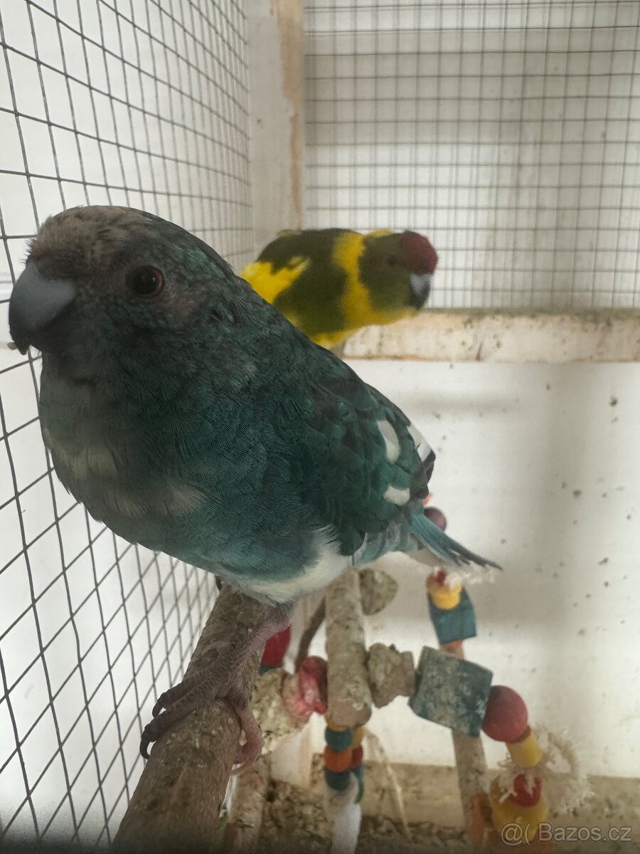 Kakariki chovný pár