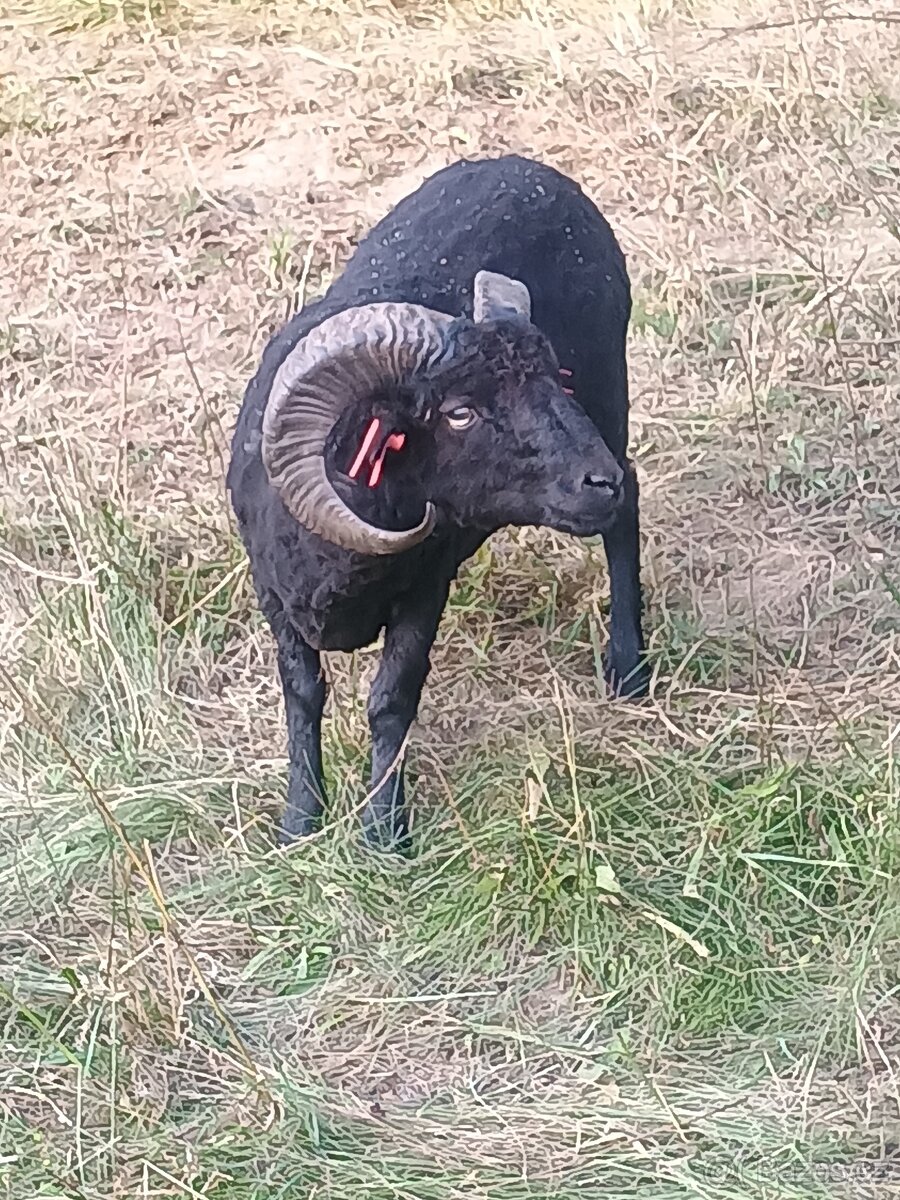 Ouessantská ovce , ouessant