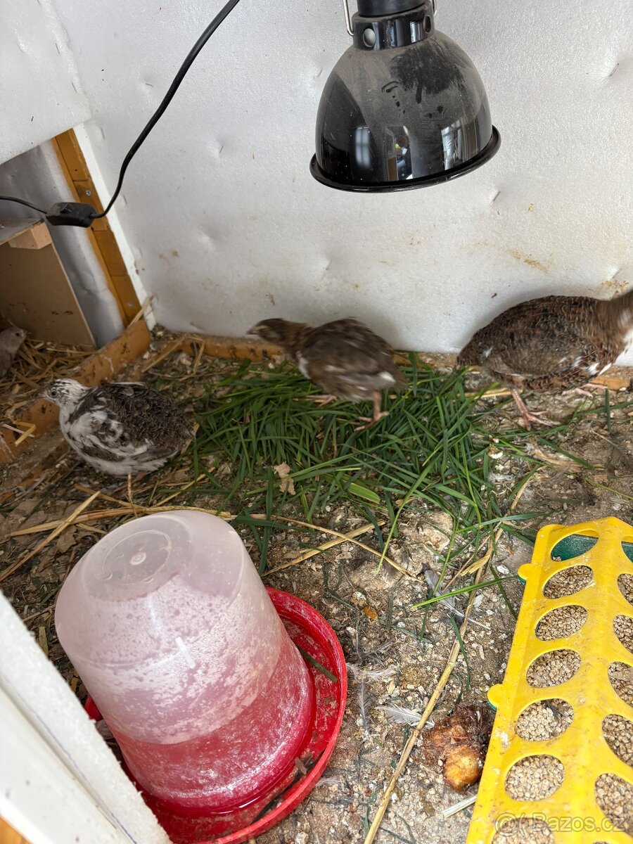 Koupím samice křepelek