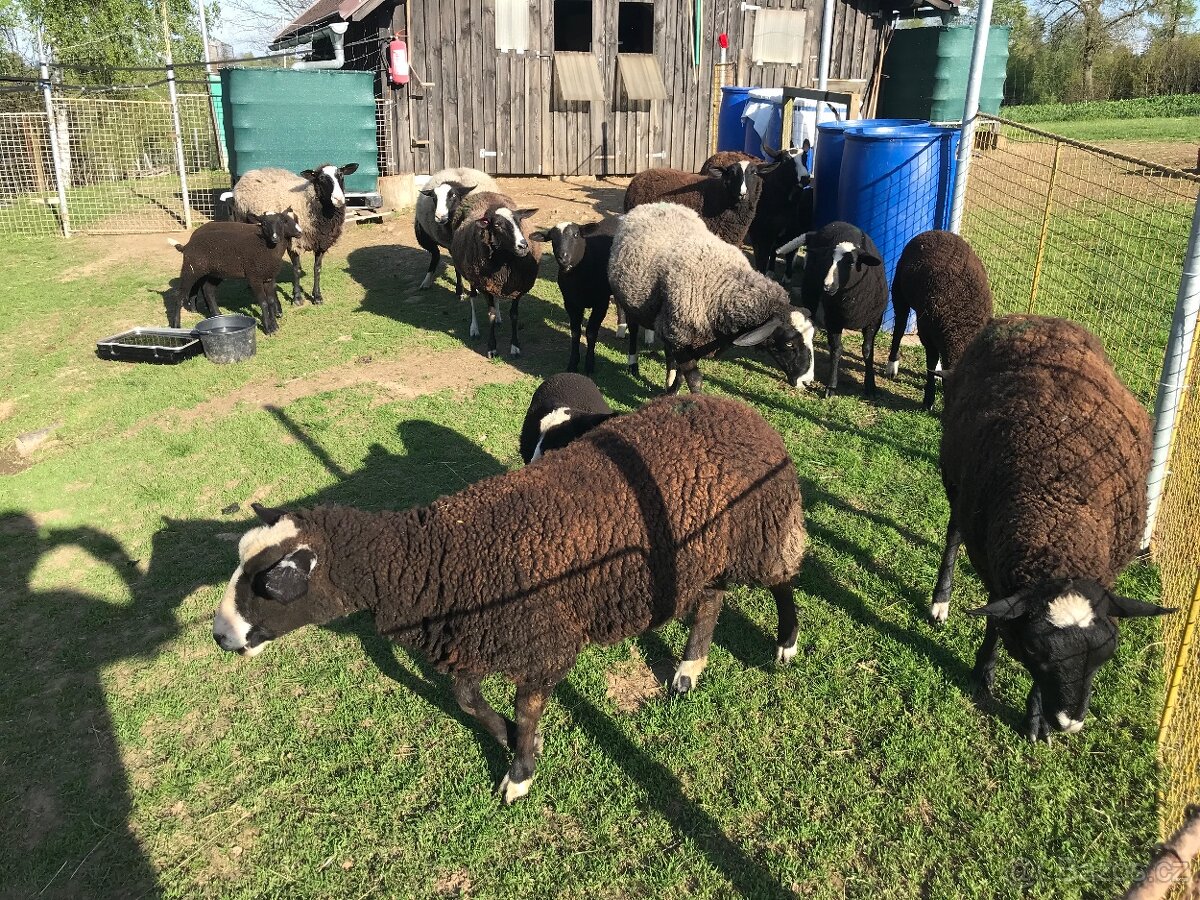 Beran Zwartbles