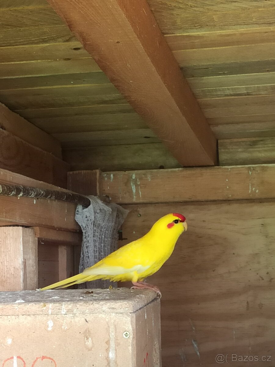 Kakariki