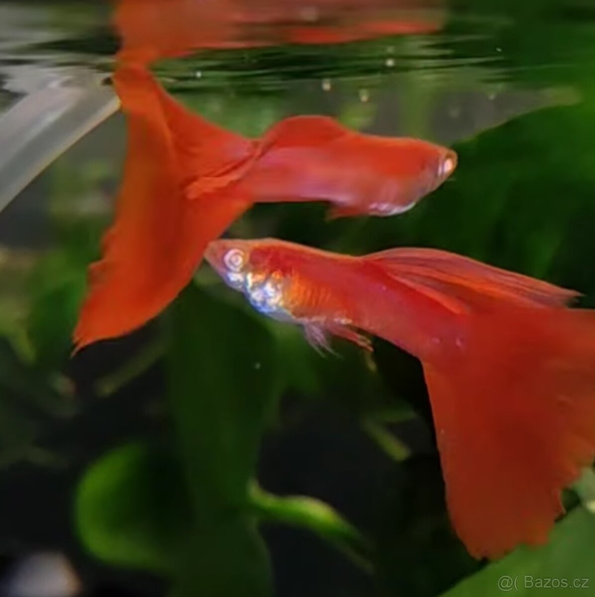 Paví očka Albino full red
