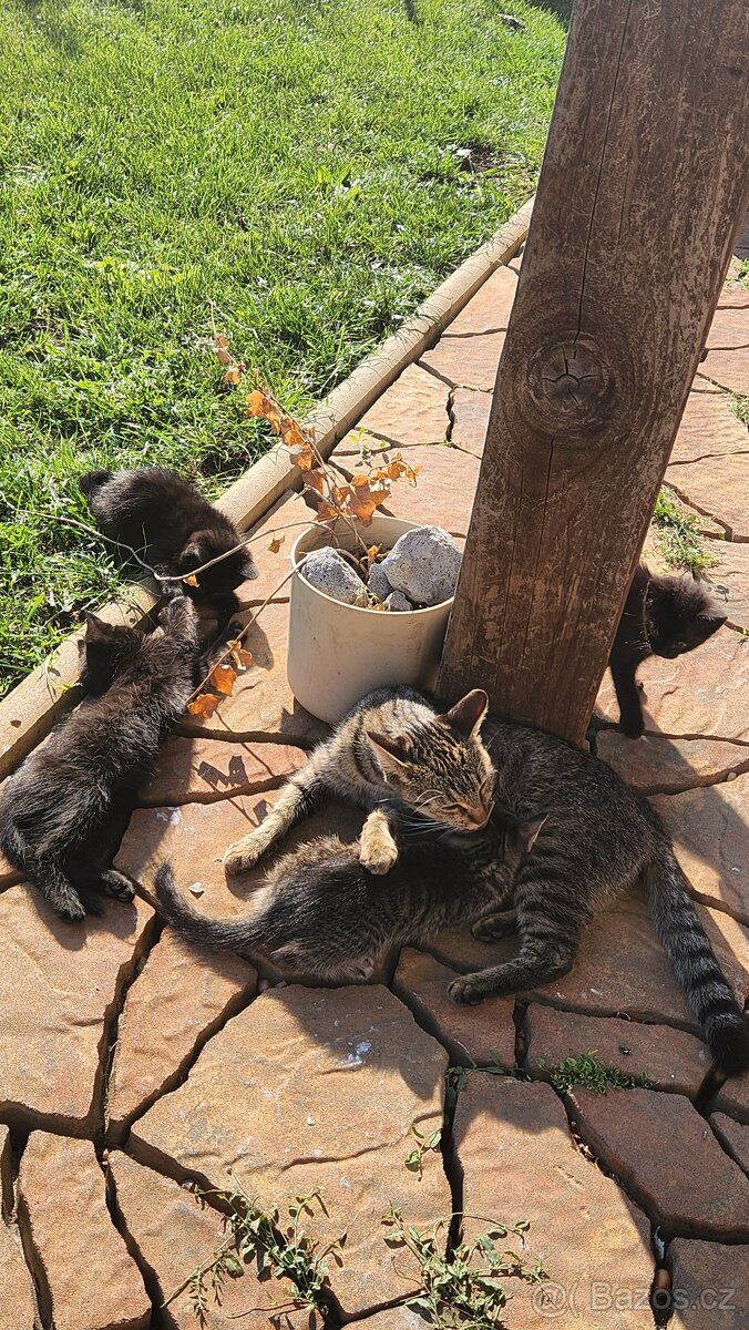 Koťata narozená 6.8.2025