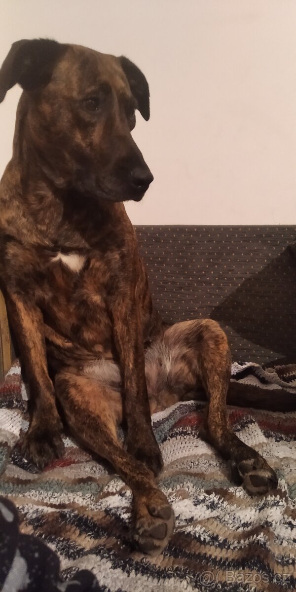 Sháním pejska/fenu velikosti,srdcem ovčáka nebo labradora.