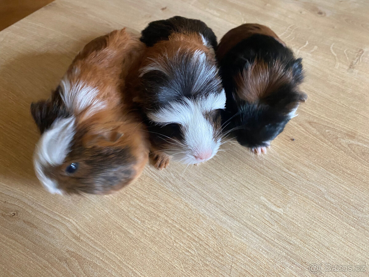 Volná morčátka k odběru