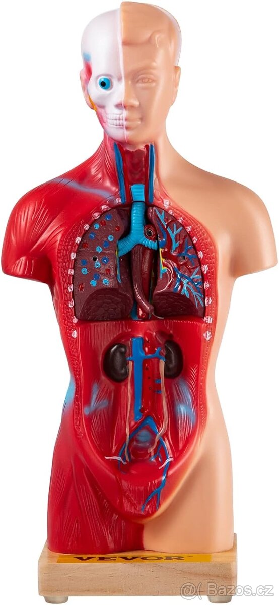 Torzo lidského těla - model s odnímatelnými částmi