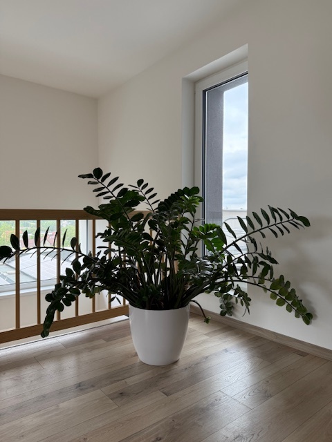 Zamioculcas výška 110 cm, průměr 150 cm