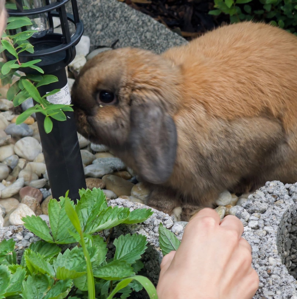 Samička zakrslý beránek Mnilop