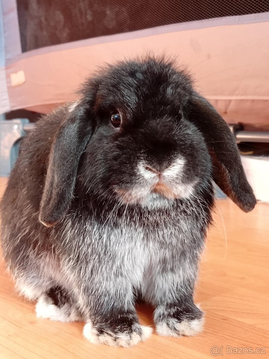 Volný Sameček - Anglický Zakrslý Beránek MiniLop🍑🧡🤍