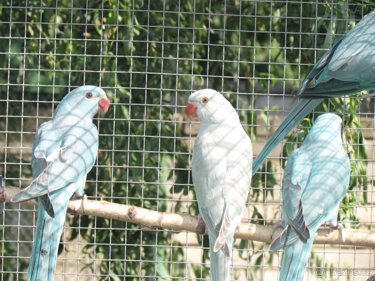 Prodám Alexandry malé 2025