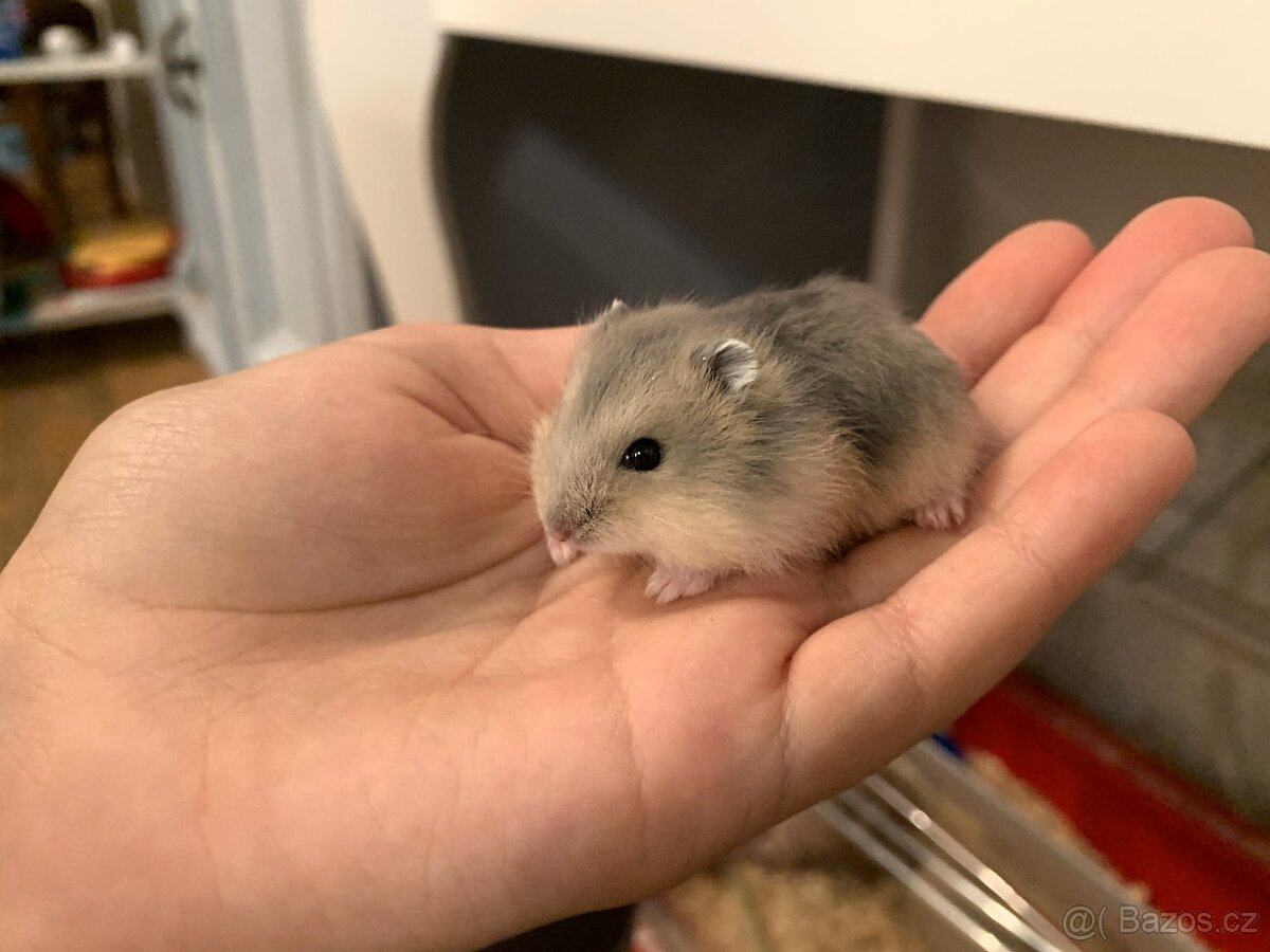 Křeček džungarský