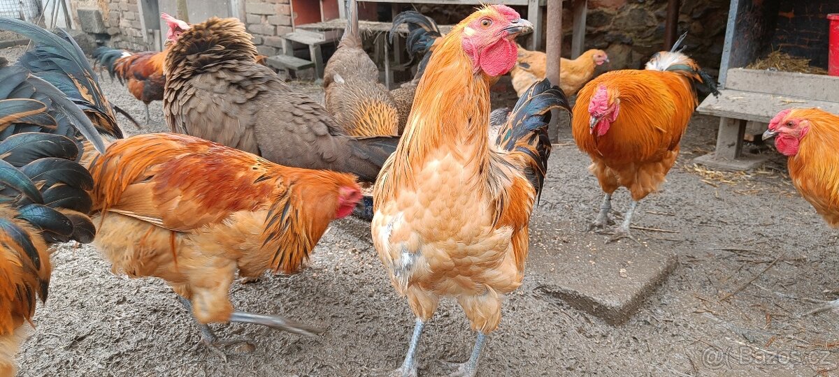 Šumavanka – kohouti