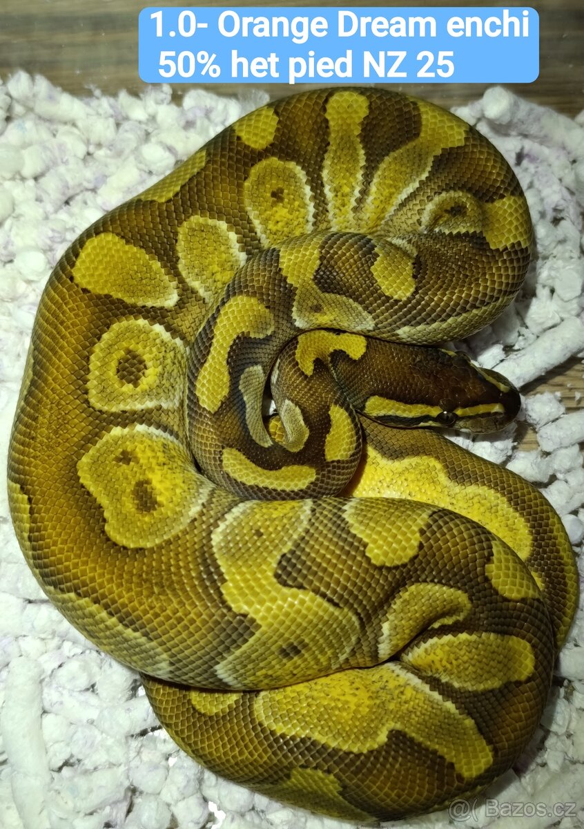 Krajta královská / Python regius