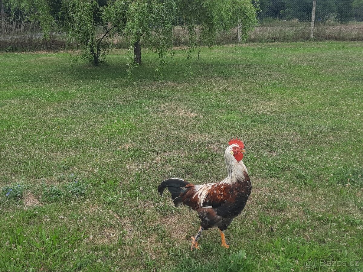 Prodám kohouta