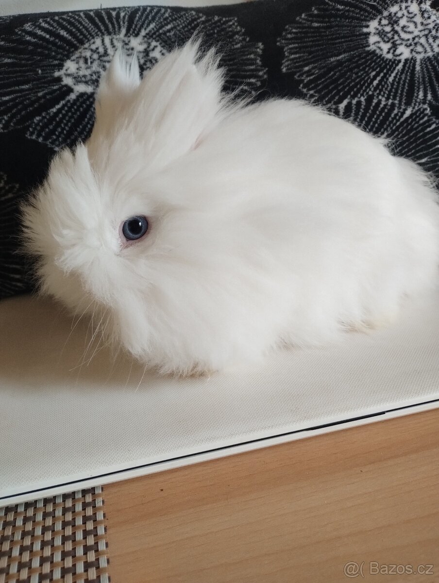 Prodám samečka zakrslého Teddy
