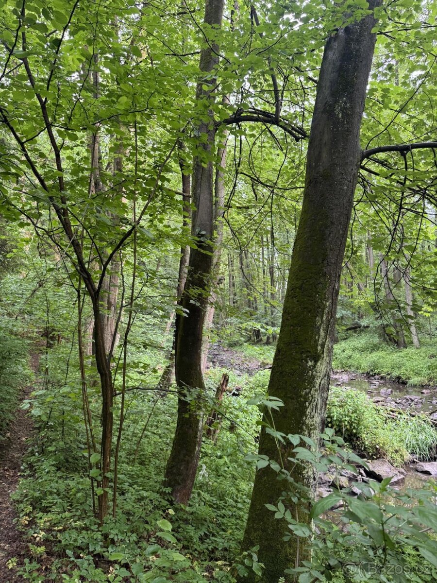 Prodej lesního pozemku k.ú. Spačice