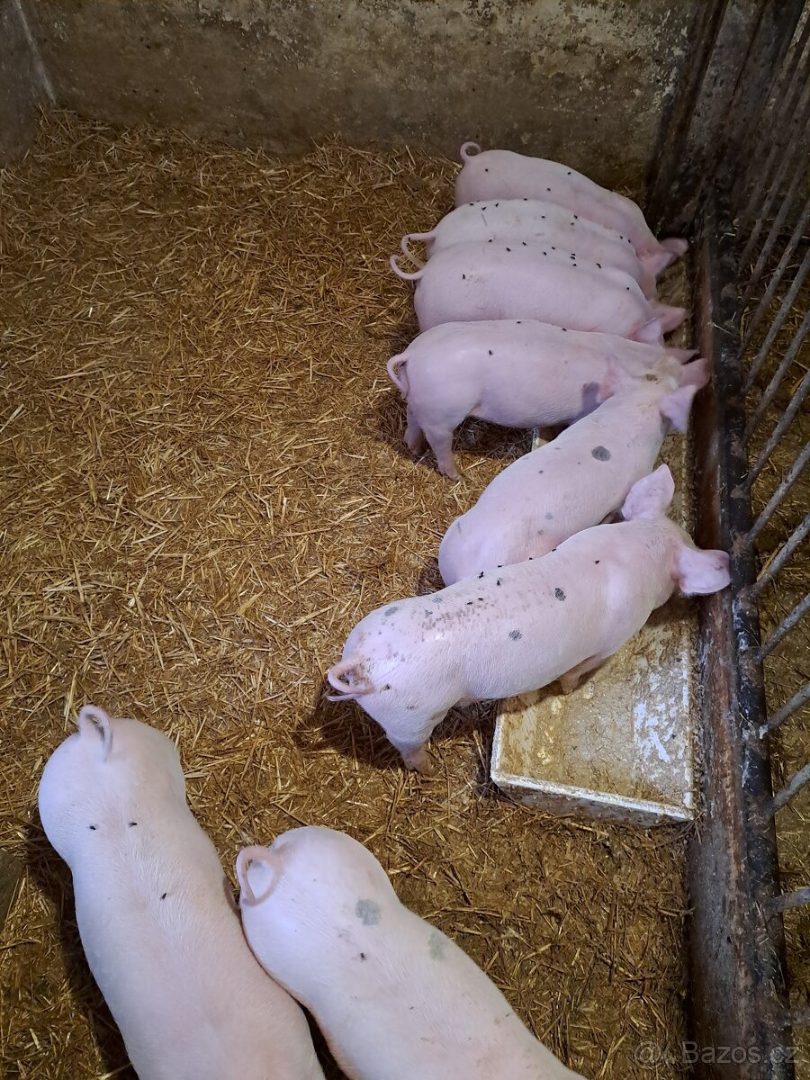 Selata