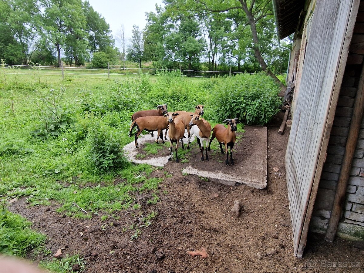 Ovce kamerunská
