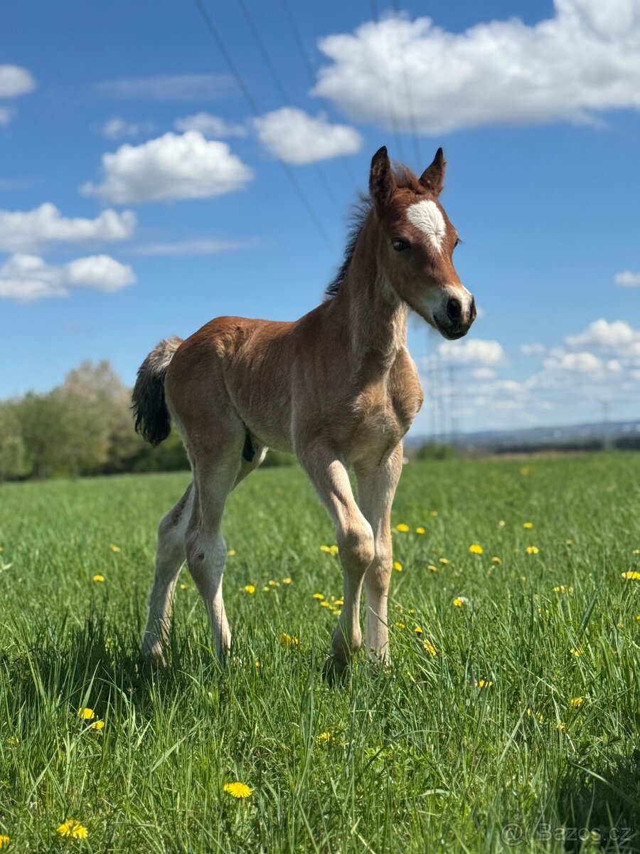 Welsh cob - hřebeček