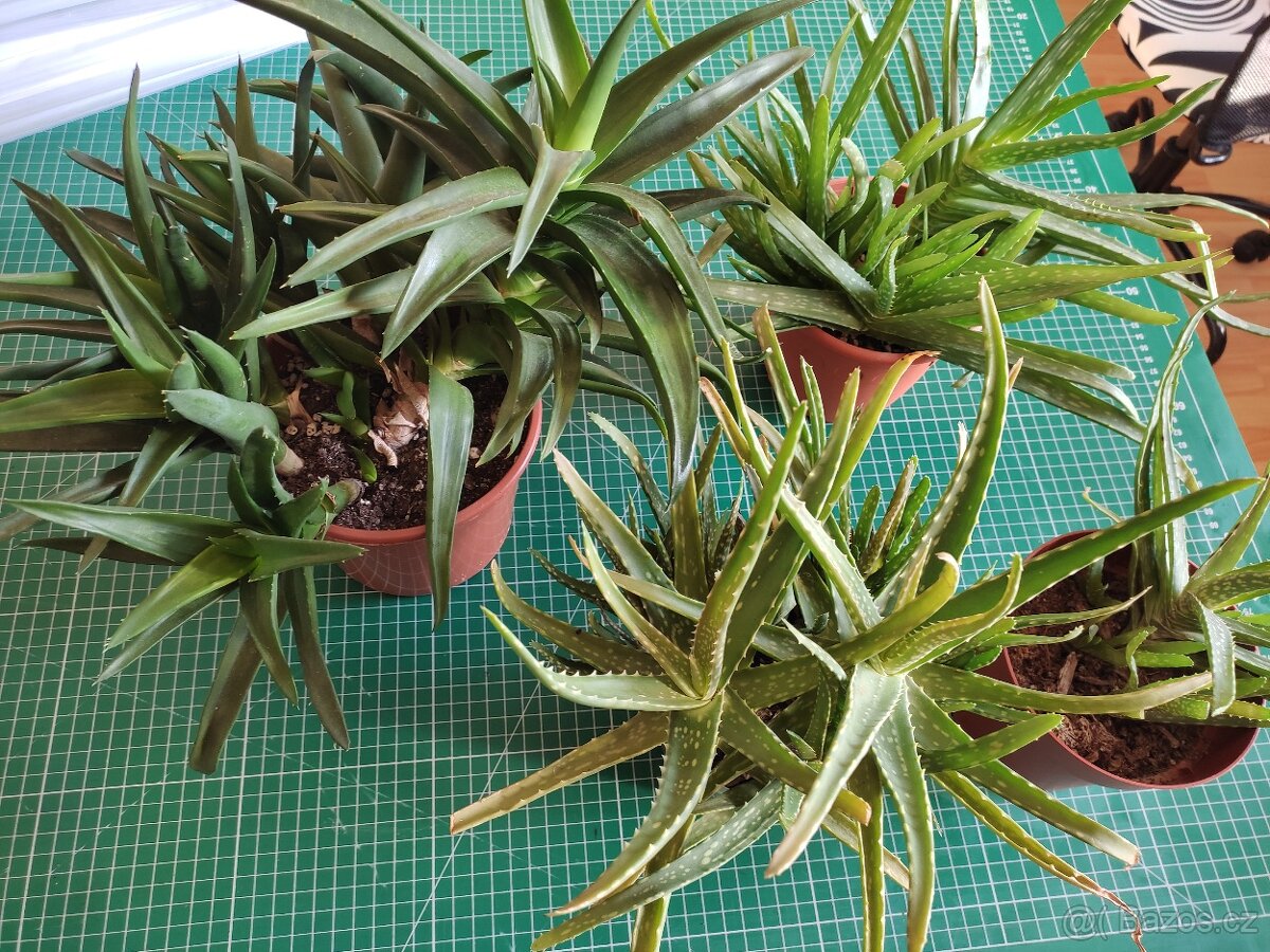 aloe vera