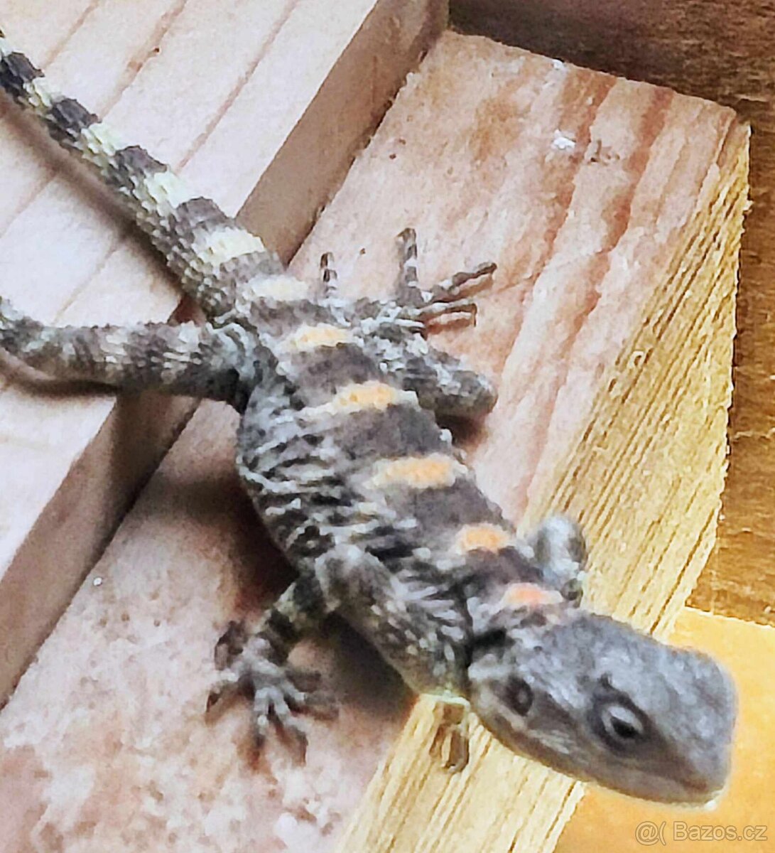 Agama hardún - odrostlá mláďata k odběru