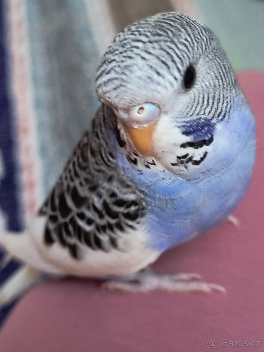 Andulky