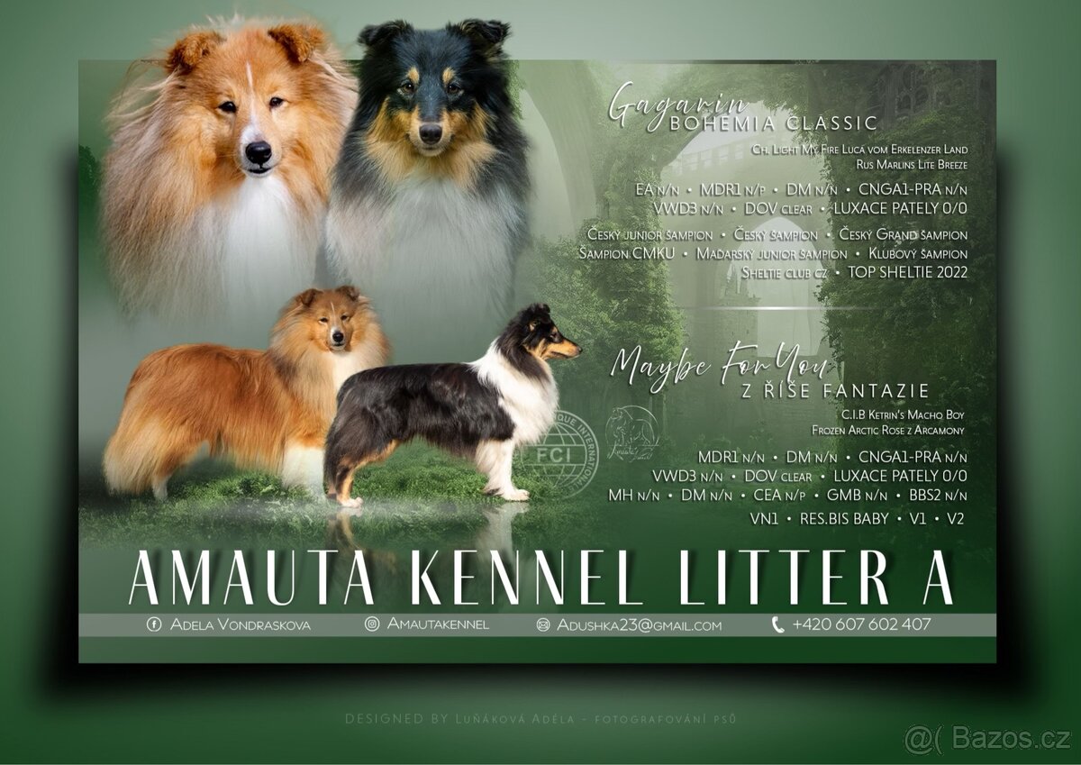 Štěňátka Sheltie - Šeltie s PP FCI