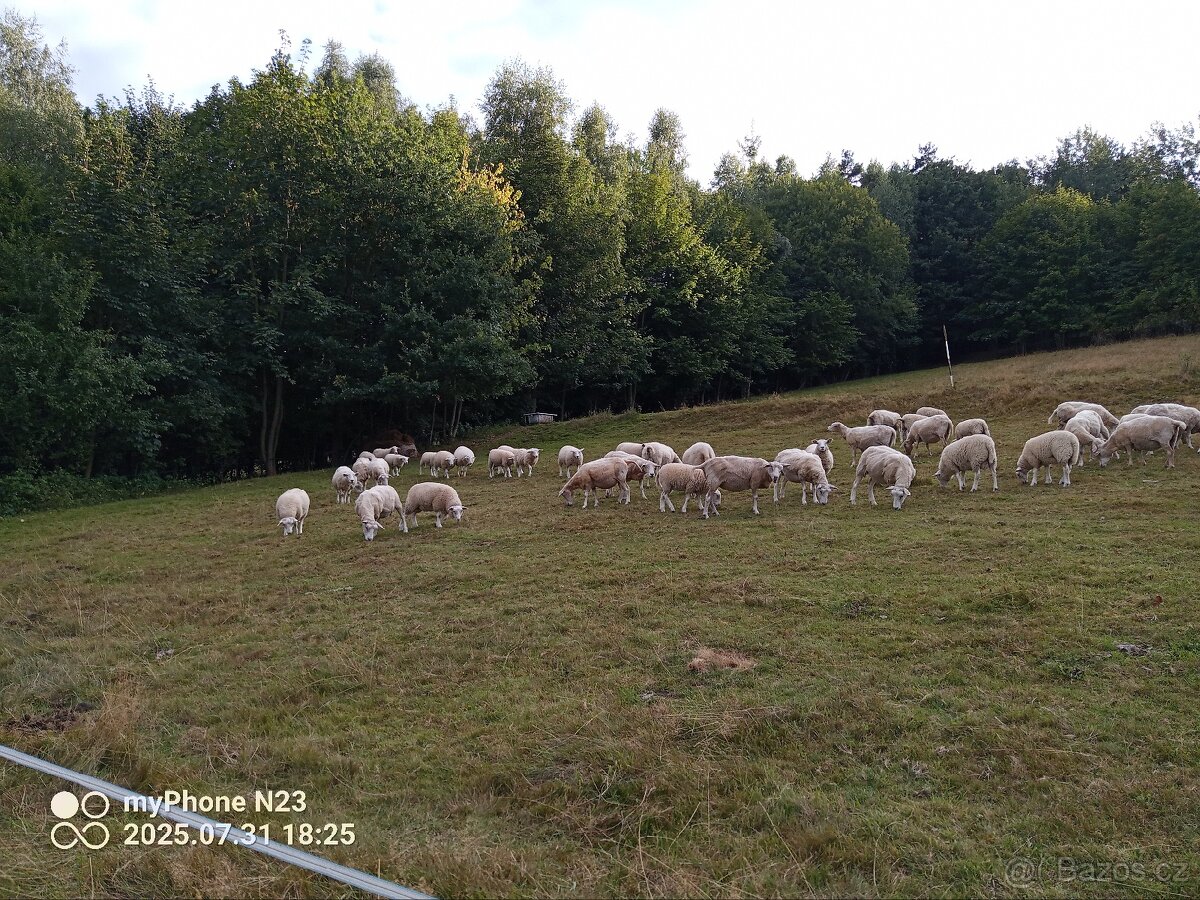 Jehňata texel