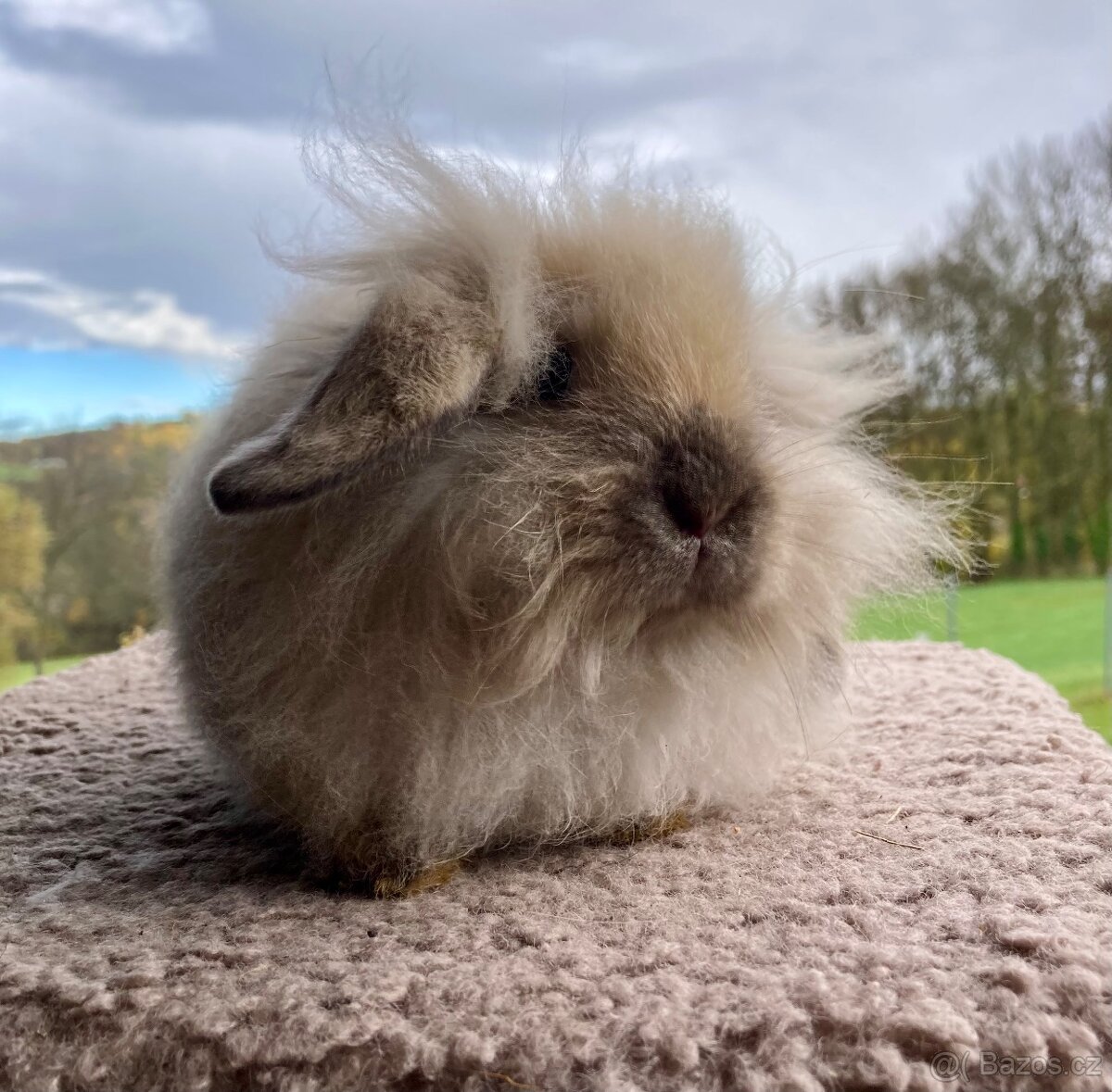 Zakrslý chlupatý beránek