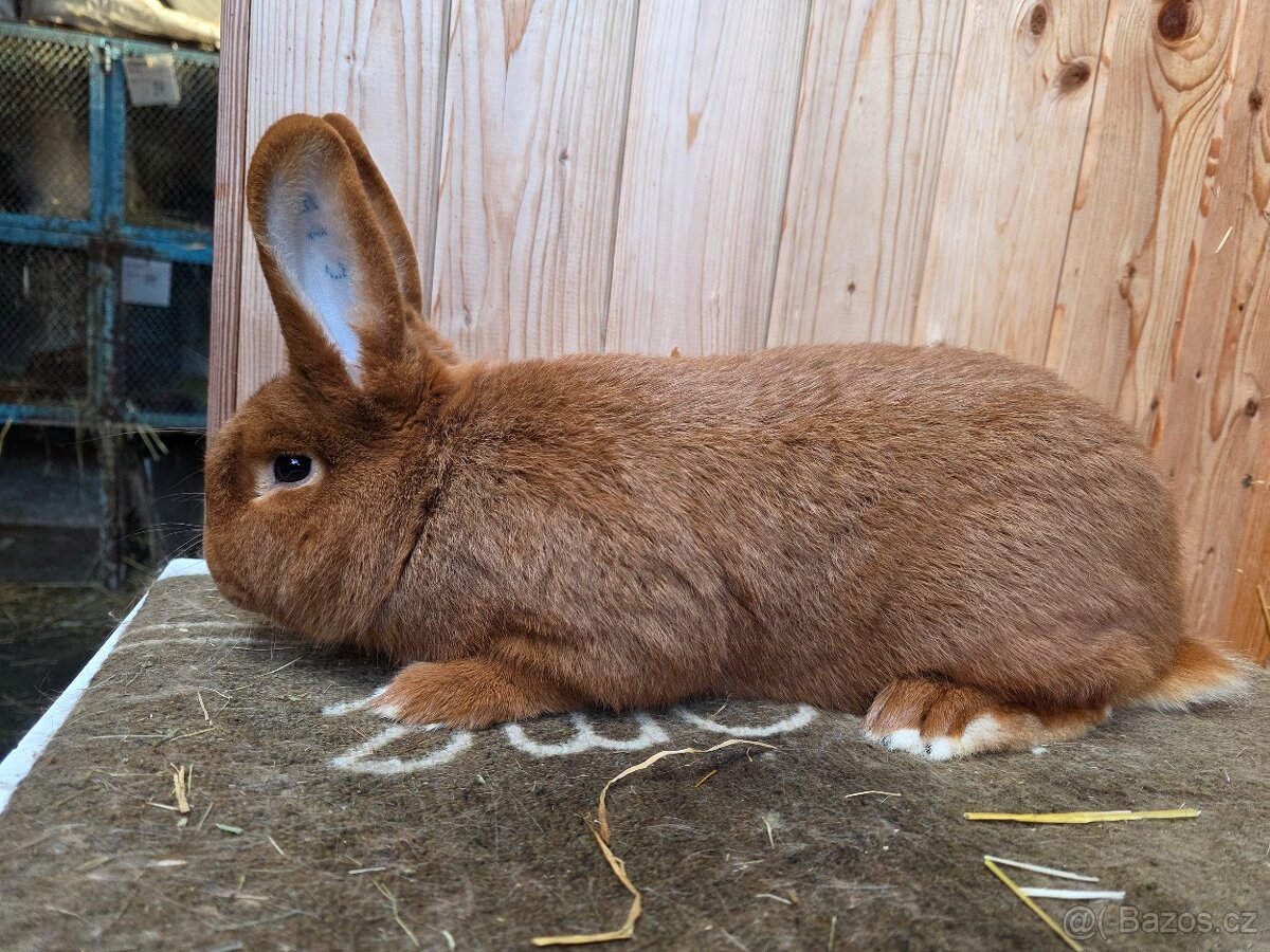 NOVOZELANDSKÝ ČERVENÝ